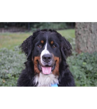 Custom arrangement for Happy Dog Lovers