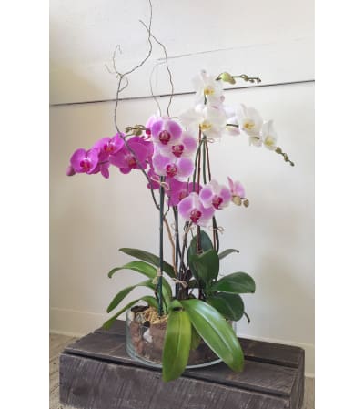 Triple Orchid Planter