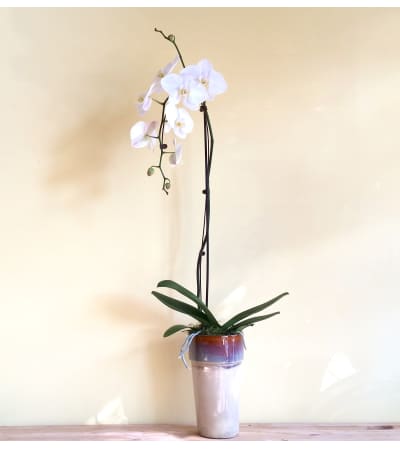 Single Spike White Phalaenopsis Orchid Plant