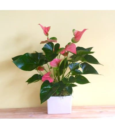 Pink Anthurium Plant