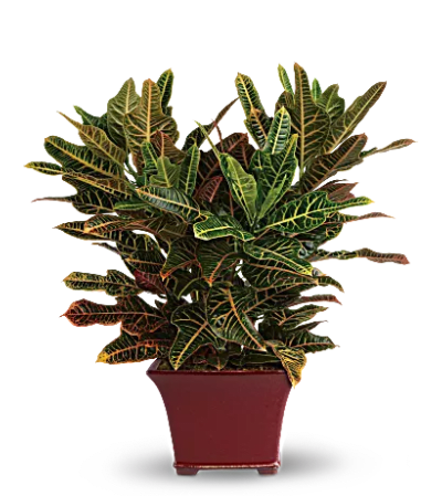 Beautiful Croton