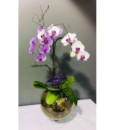 Orchid Wonderland