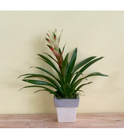 Tall Spike Bromeliad