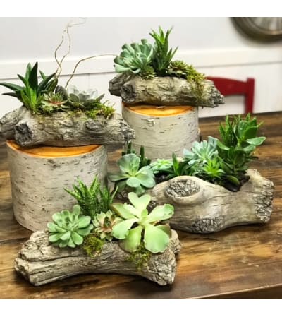 Sweet Succulents