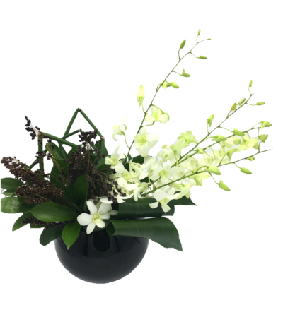 Orchid Delight