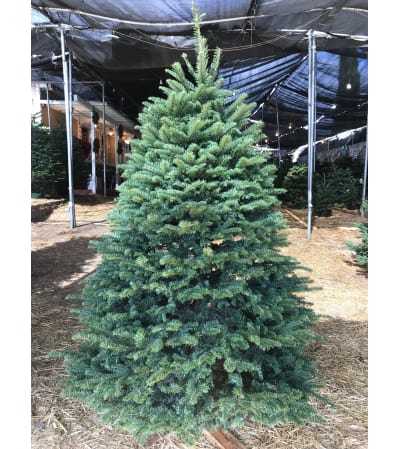 5'-6' Noble Fir