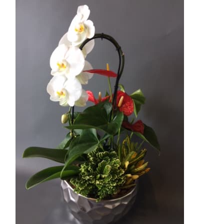 WR Orchid planter