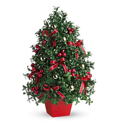 Boxwood Christmas Tree