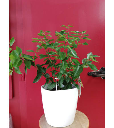 Lime Tree plant
