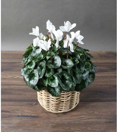 Sensational Cyclamen