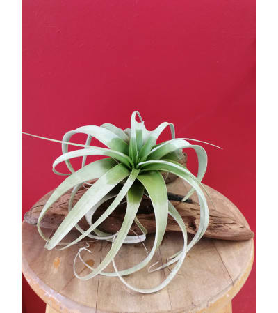 xerographica air plant