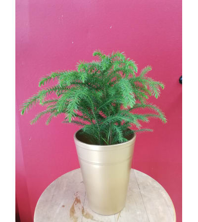 Norfolk Pine