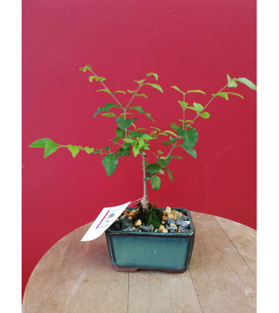 Bonsai