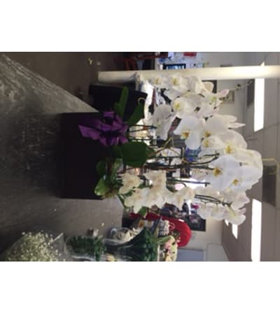 phalaenopsis orchid plants
