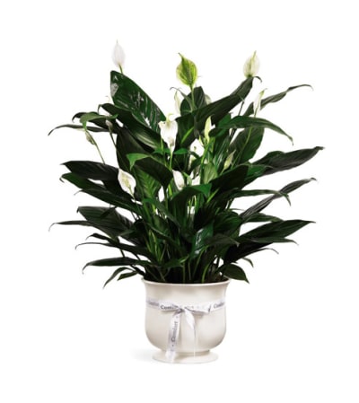 FTD COMFORT PLANTER