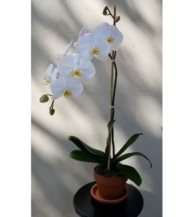 Single White Orchid Plant