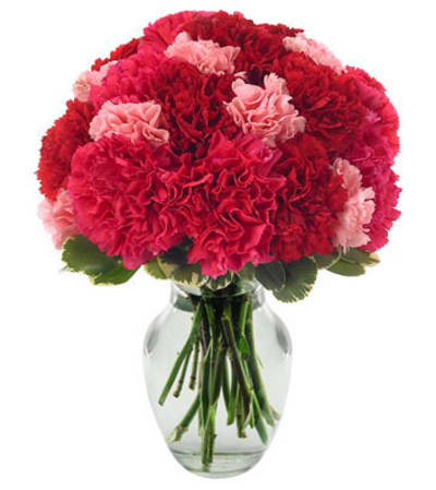 Very Berry Carnations