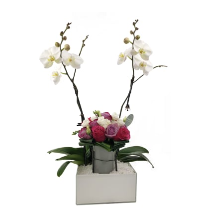 Orchid Party