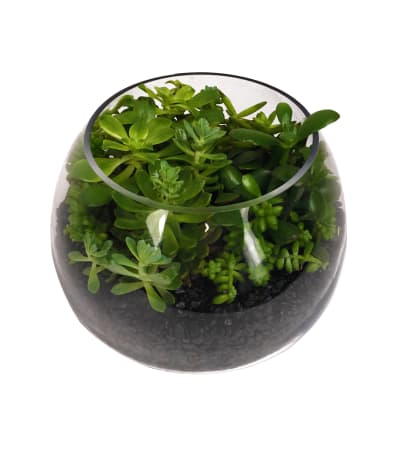 Succulent Terrarium