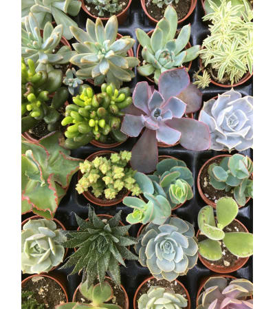 Crazy for Succulents