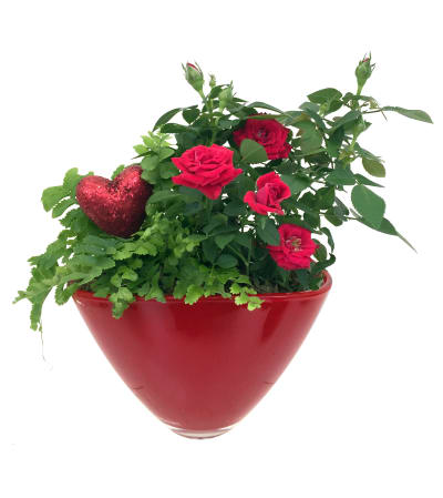 Mini Rose Garden