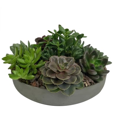 Low Succulent Garden