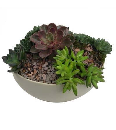 Natural Succulent Garden