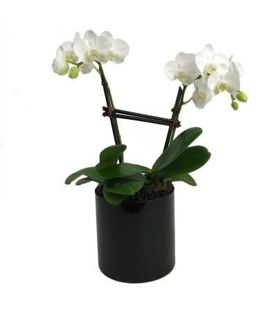 Mini Double Orchid