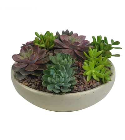 Large Succulent Garden