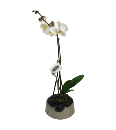 Single White Orchid