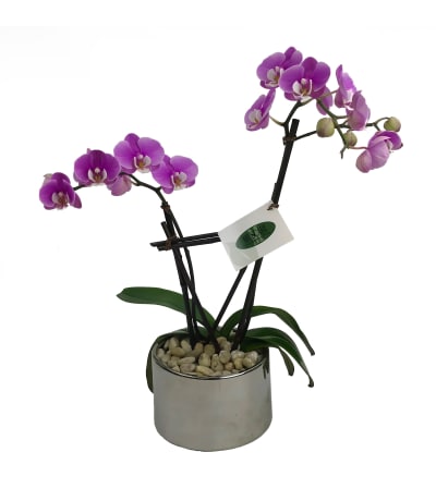 Double Spike Purple Orchid