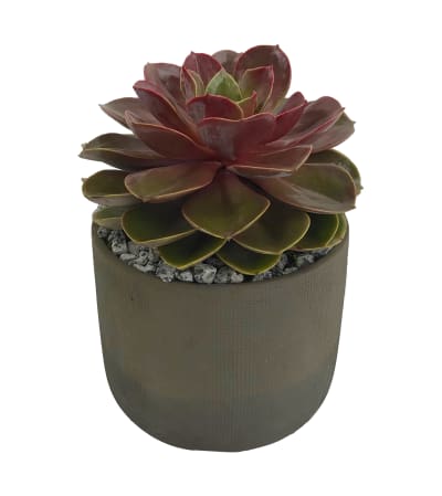 Single Succulent
