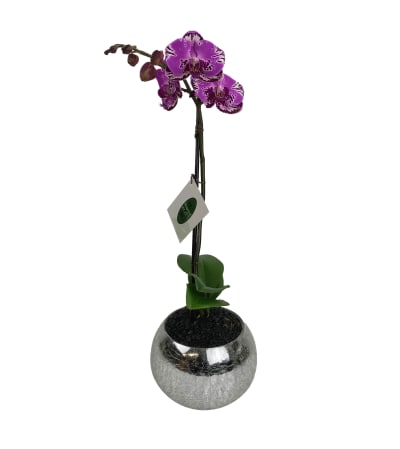 Crackled Orchid Plant
