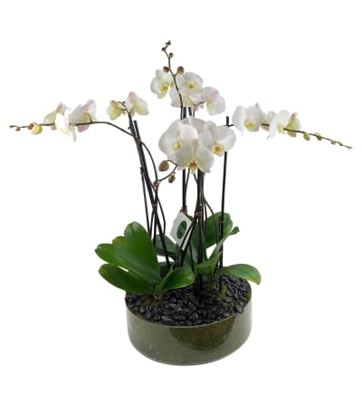 Glass Orchid