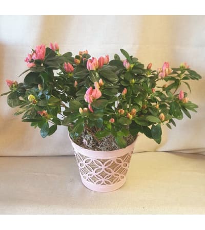 Pink Azalea