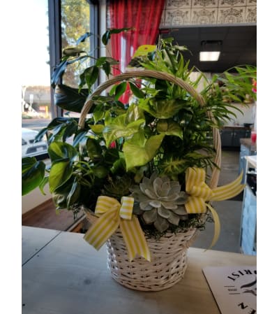 White basket succulent & plant garden
