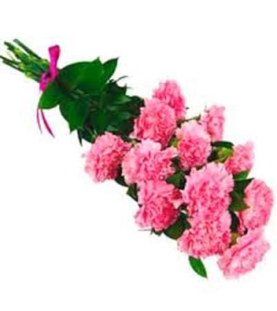 Dozen Carnations Wrapped