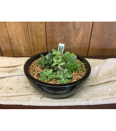Succulent Garden