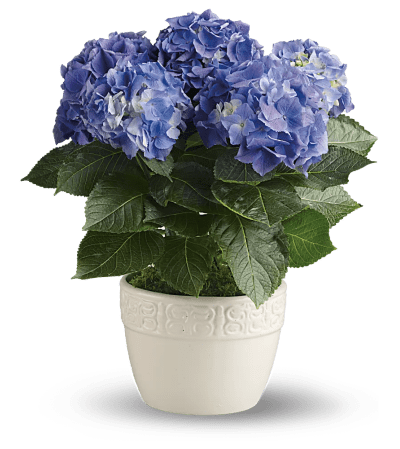 Blue Hydrangea Plant