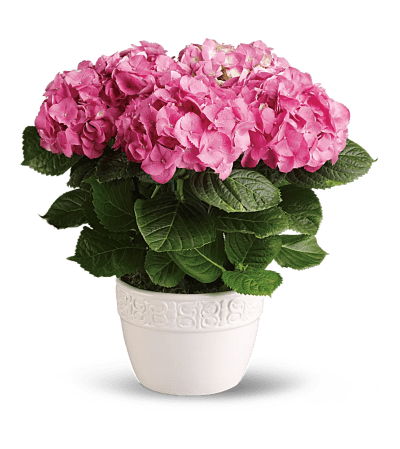 Pink Hydrangea Plant