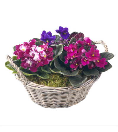 Violets in a basket