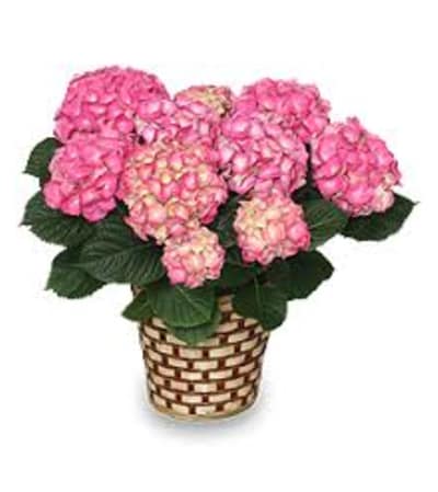 Pink Hydrangea