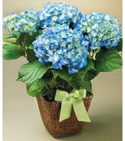 Blue Hydrangea Plant