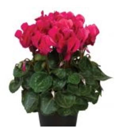 Cyclamen plant