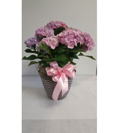 Blooming Hydrangea Plant