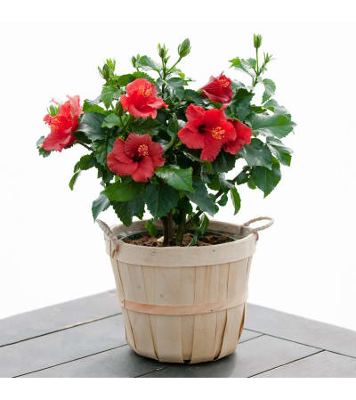 Hibiscus Plant