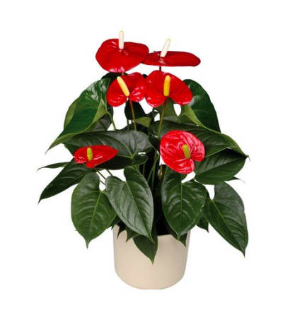 Anthurium