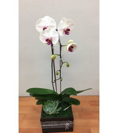 White Cascading Phalaenopsis Plant