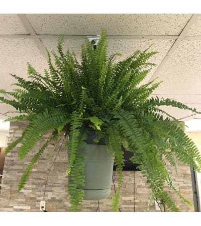 Boston Fern Plant