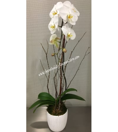 White Phalanopsis Orchid